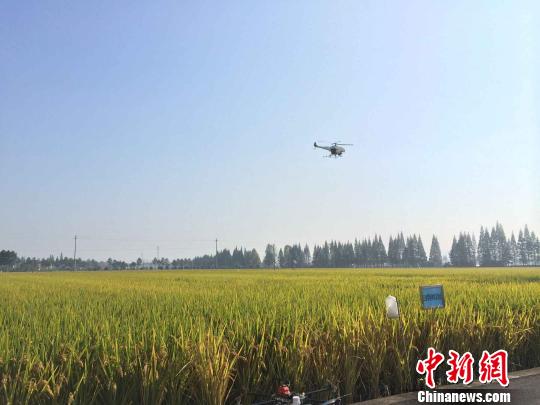 图为无人机在演示喷雾。　谢盼盼　摄